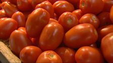 S2 E5: Too Many Tomatoes