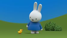 Miffy and the Duckling