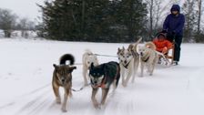 Going Dog Sledding