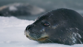 Attenborough's Seven Worlds, One Planet