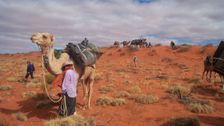 Running Wild: Australia's Camels
