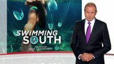 S39 E1: Swimming south, Breaking the cycle, Endless love