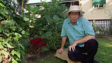 S28 E29: Gardening Australia