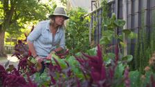 S30 E19: Gardening Australia