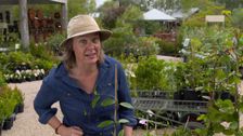 S29 E23: Gardening Australia