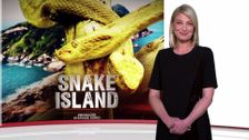 S41 E8: Snake Island, Growing Pains, the Tall Guy